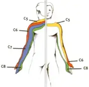 Arthrose cervicale