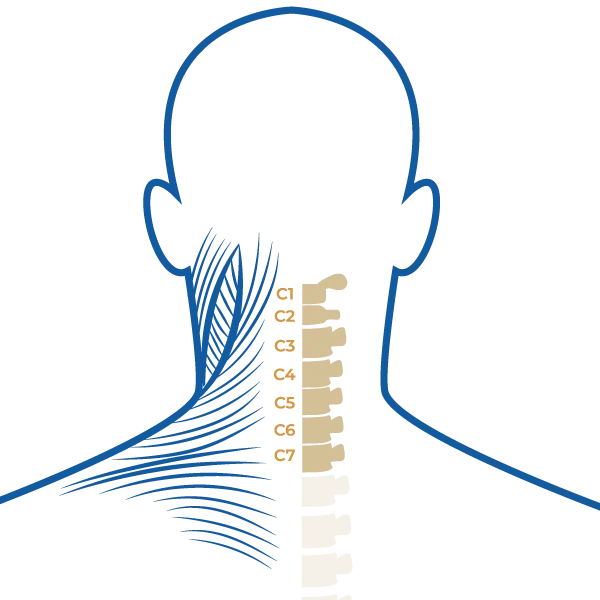 Effet myorelaxant et nutritif de la chaleur au niveau cervical