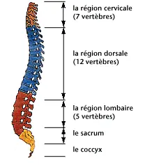 Soulager la discopathie cervicale